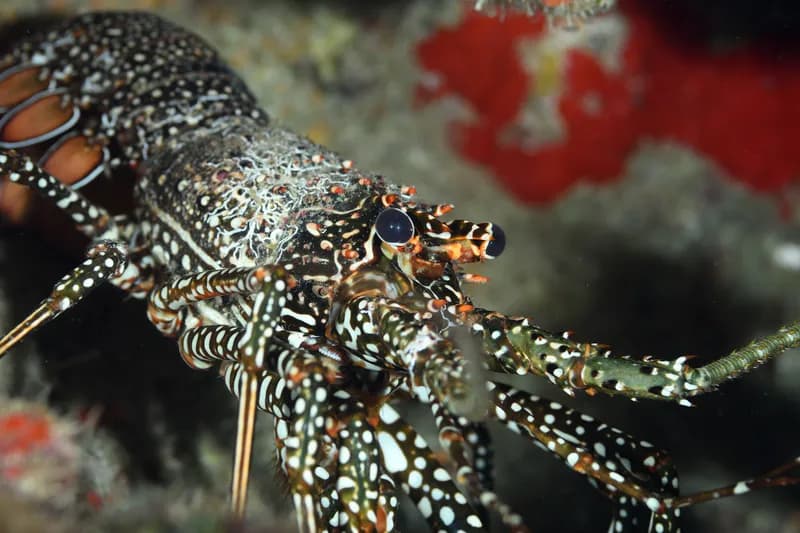 Guinea Chick Lobster (Panulirus guttatus)