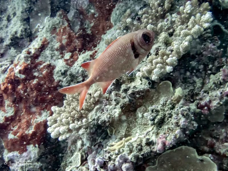 Pearly Soldierfish (Myripristis kuntee)