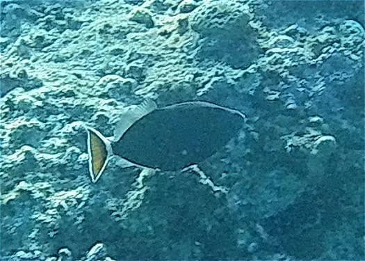 Bluethroat Triggerfish (Sufflamen albicaudatum)
