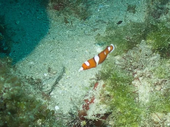 African Clown Wrasse (Coris gaimard)