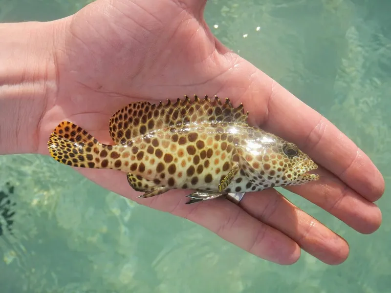 Honeycomb Grouper (Epinephelus merra)