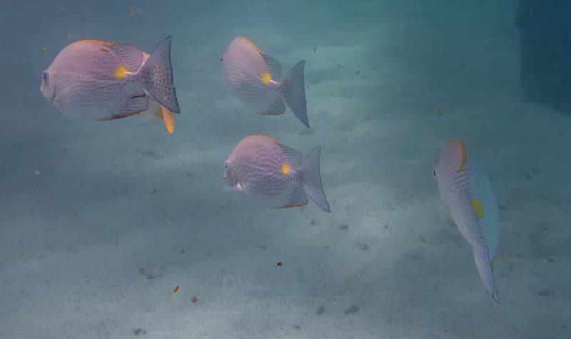 Golden-Lined Spinefoot (Siganus lineatus)