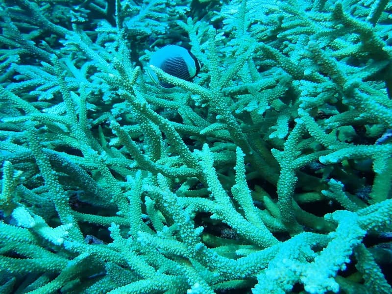 Black Butterflyfish (Chaetodon reticulatus)