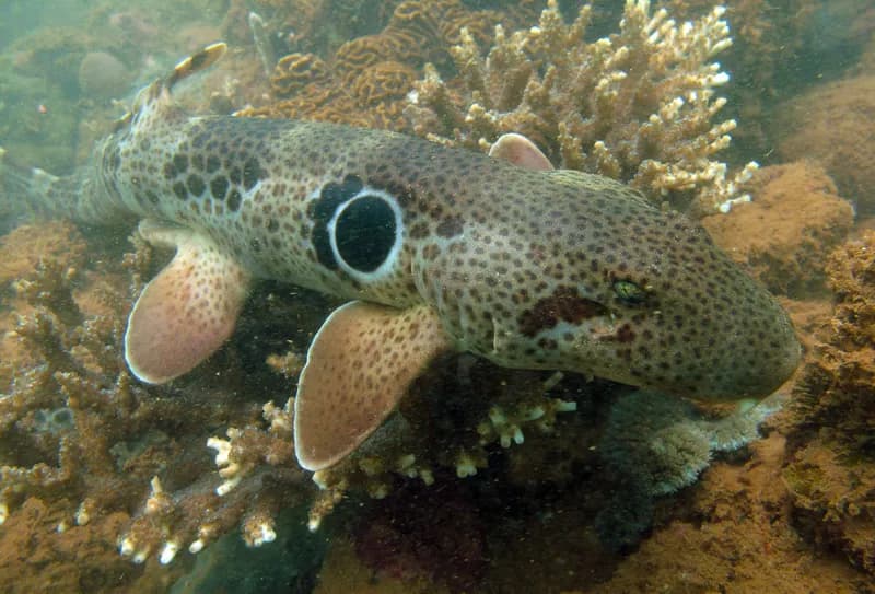 Cat Shark (Hemiscyllium trispeculare)