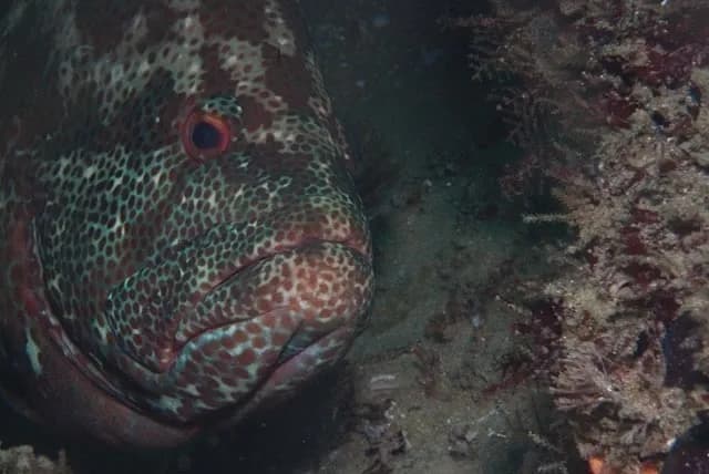 Tomato Hind (Cephalopholis sonnerati)
