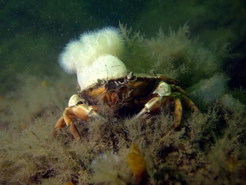 Common Shore Crab (Carcinus maenas)