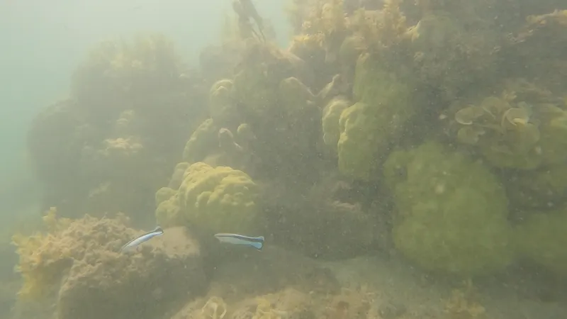 Bluestreak Cleaner Wrasse (Labroides dimidiatus)