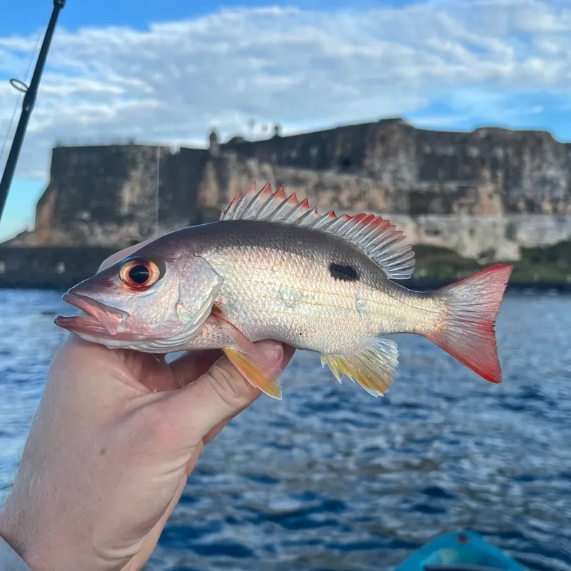 Mahogany Snapper (Lutjanus mahogoni)
