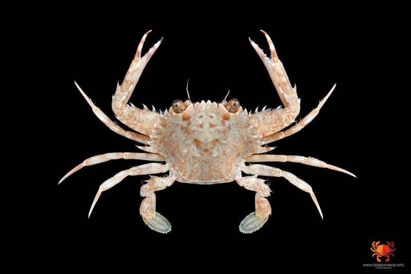 Redhair Swimming Crab (Achelous ordwayi)