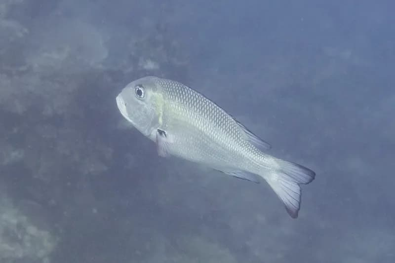 Bigeye Emperor (Monotaxis grandoculis)