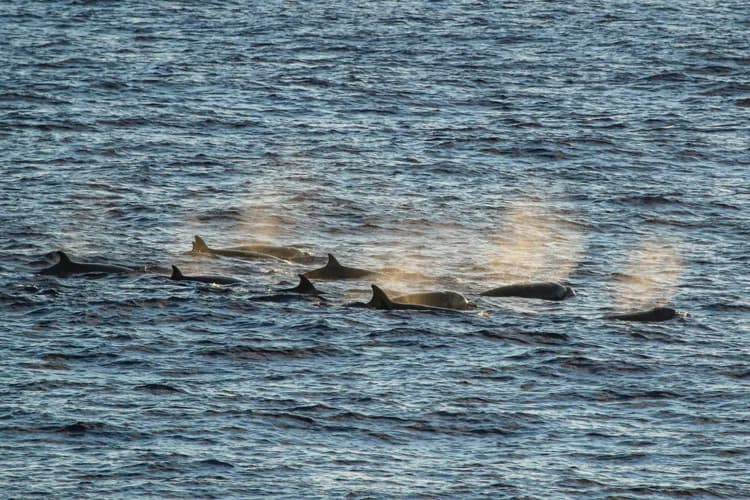 Indo-Pacific Beaked Whale (Indopacetus pacificus)