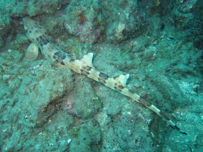 Epaulette Shark (Hemiscyllium halmahera)