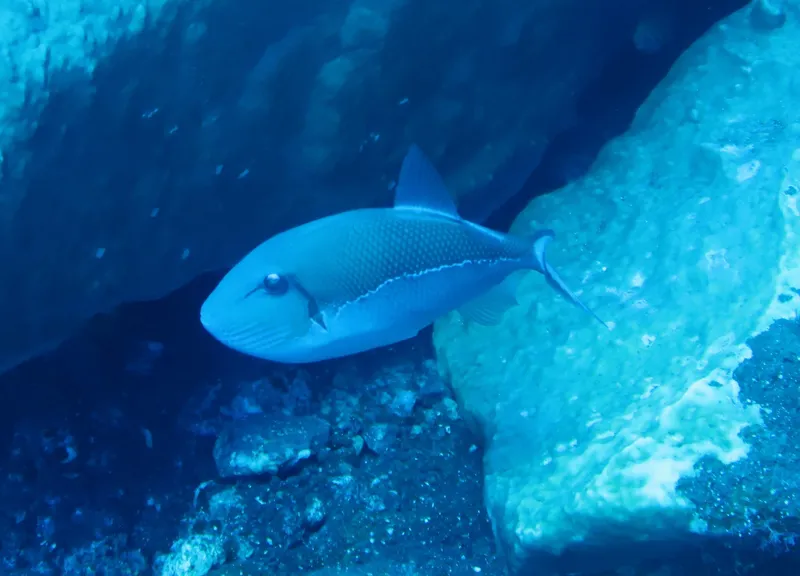 Blue-Line Triggerfish (Xanthichthys caeruleolineatus)