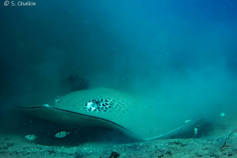 Honeycomb Stingray (Himantura uarnak)