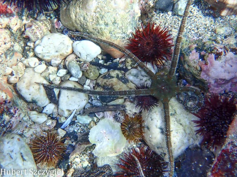 Ophioderma longicaudum