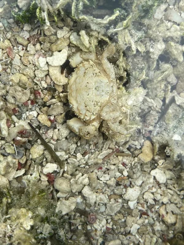 Cataleptodius floridanus