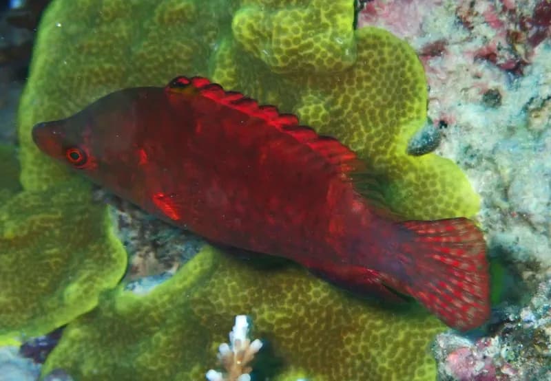 Snooty Wrasse (Cheilinus oxycephalus)