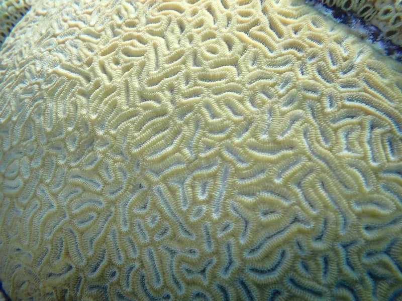 Pineapple Coral (Dichocoenia stokesii)