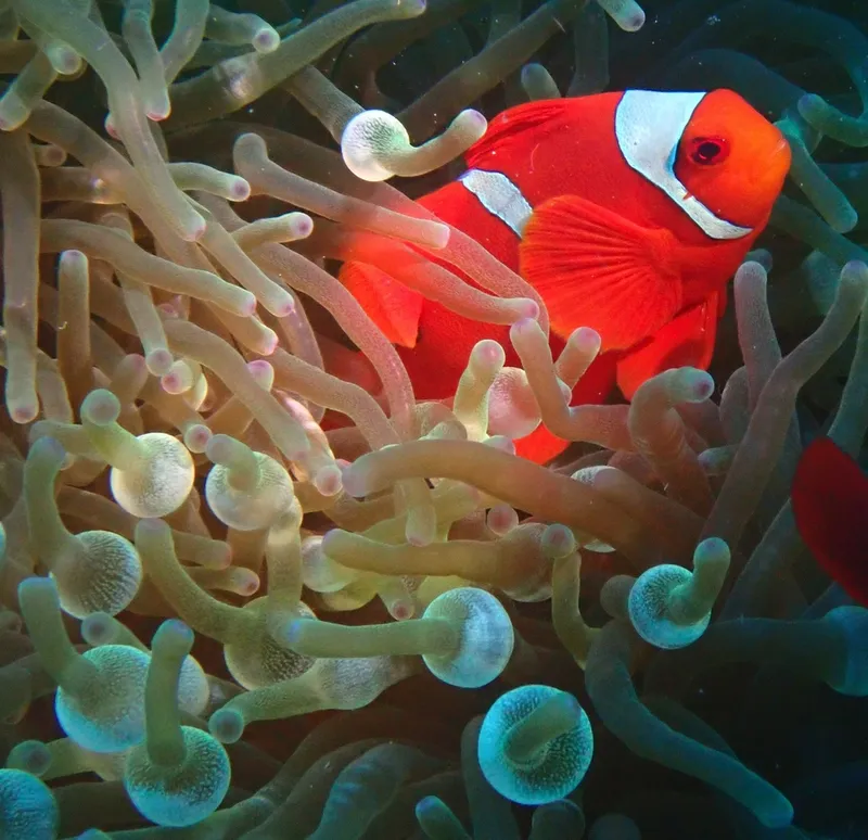Maroon Clownfish (Amphiprion biaculeatus)