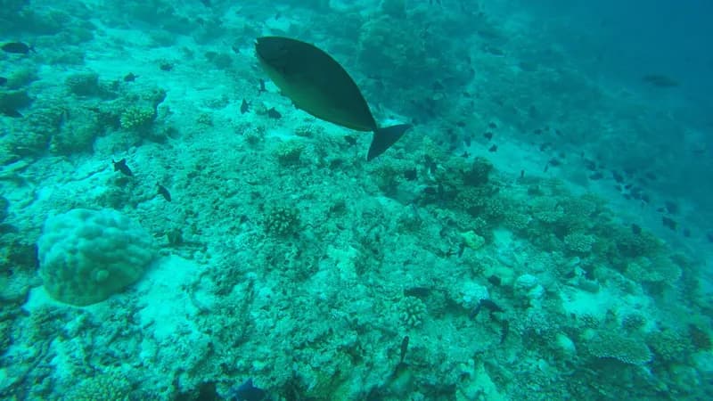 Sleek Unicornfish (Naso hexacanthus)