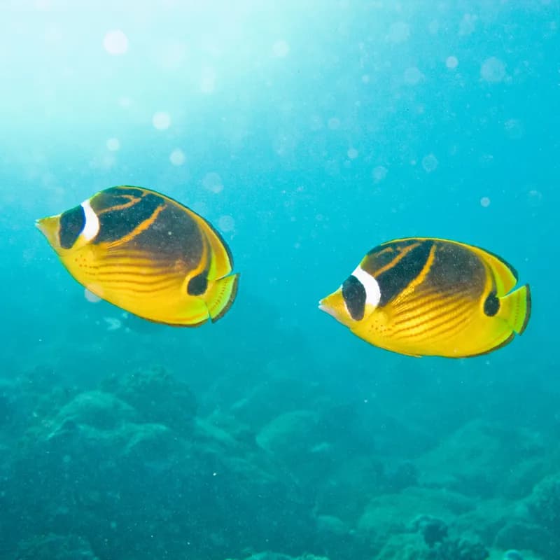 Raccoon Butterflyfish (Chaetodon lunula)