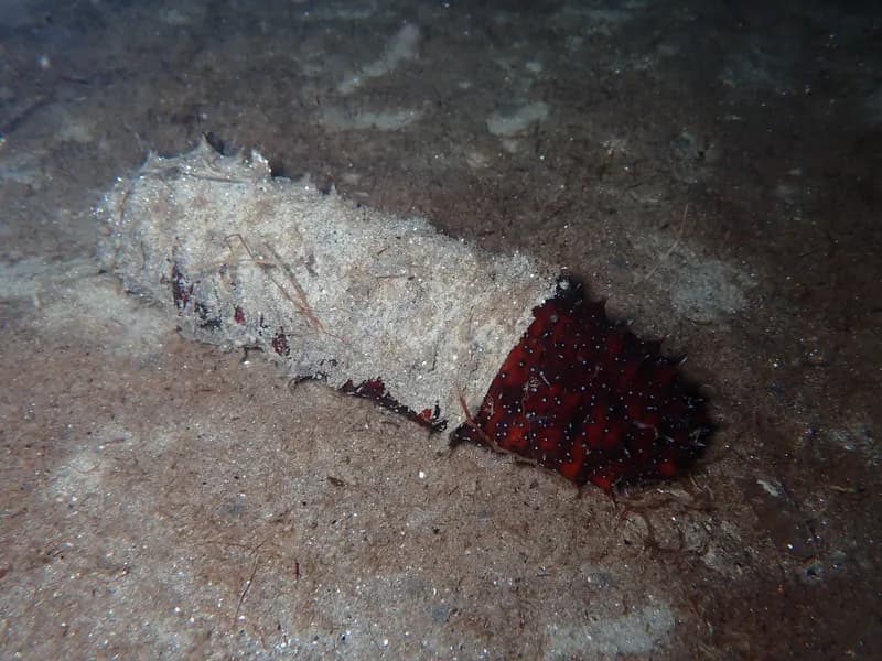 White Spot Cucumber (Holothuria (Roweothuria) poli)