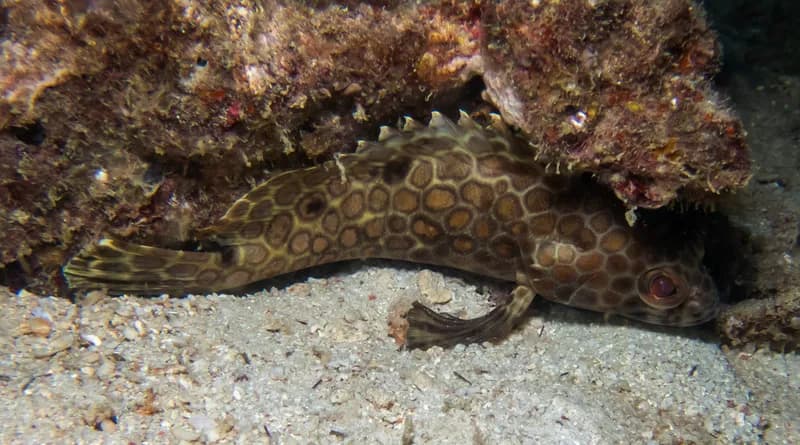 Longfin Grouper (Epinephelus quoyanus)