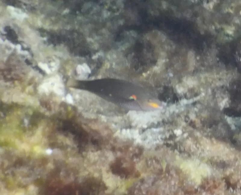 Banda Wrasse (Stethojulis bandanensis)