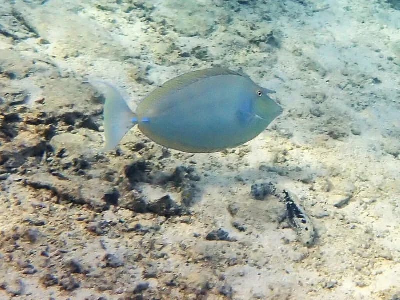 Blue-Spine Nosefish (Naso unicornis)