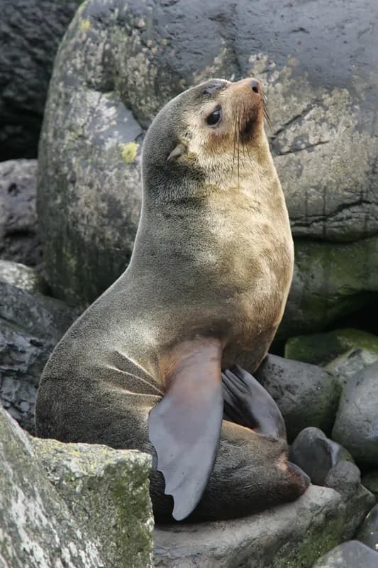 Subantarctic Fur Seal (Arctocephalus tropicalis)