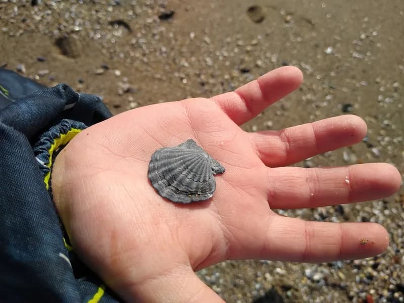Smooth Scallop (Flexopecten glaber)