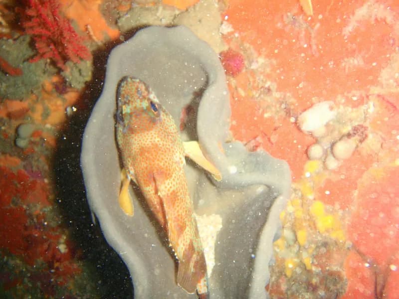 Scorpion Grouper (Acanthistius sebastoides)