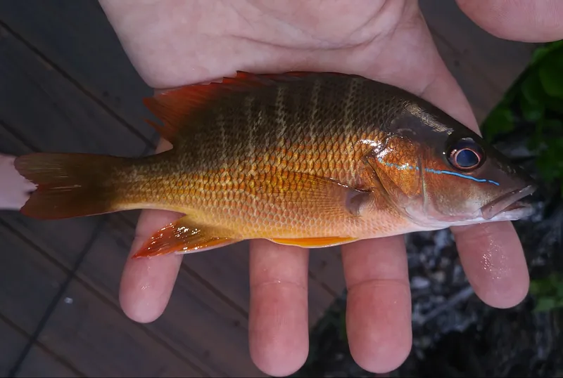 Dog Snapper (Lutjanus jocu)