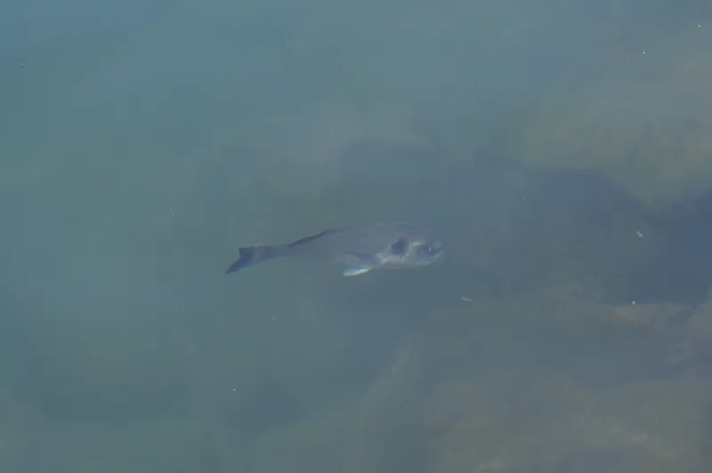 Gilthead (Sparus aurata)