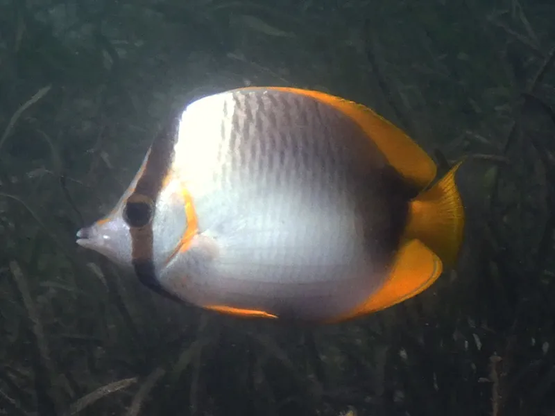 Somali Butterflyfish (Chaetodon leucopleura)
