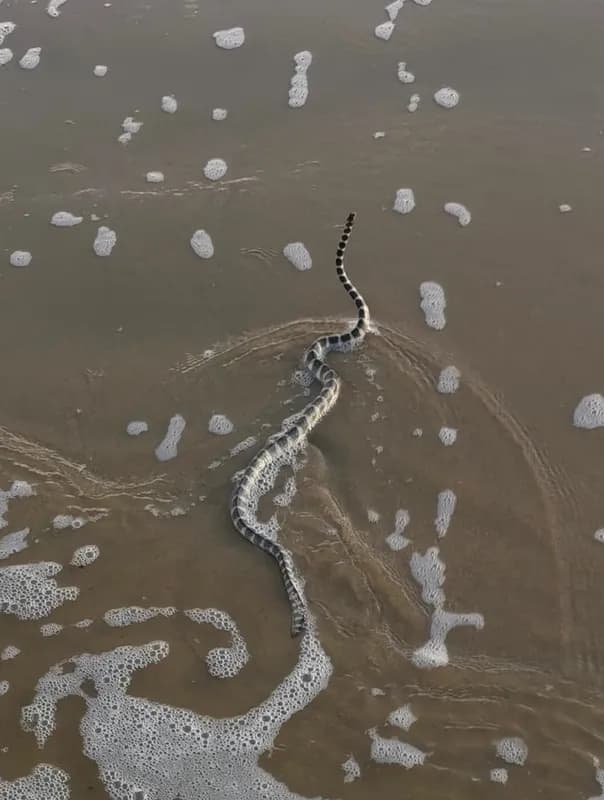 Brook's Sea Snake (Hydrophis brookii)