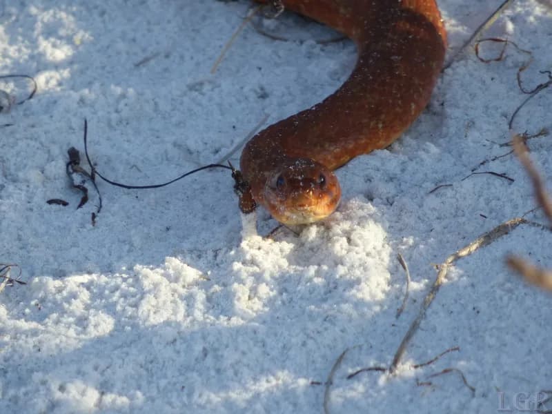 Atlantic Saltmarsh Snake (Nerodia clarkii)