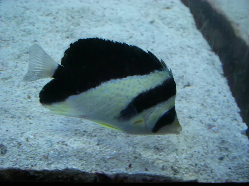 Black-Barred Butterflyfish (Chaetodon burgessi)