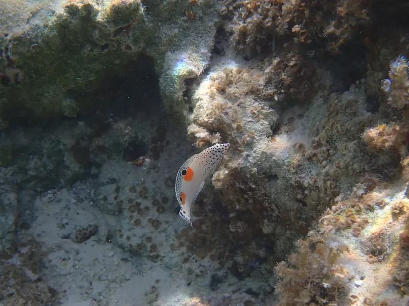 Clown Wrasse (Coris aygula)
