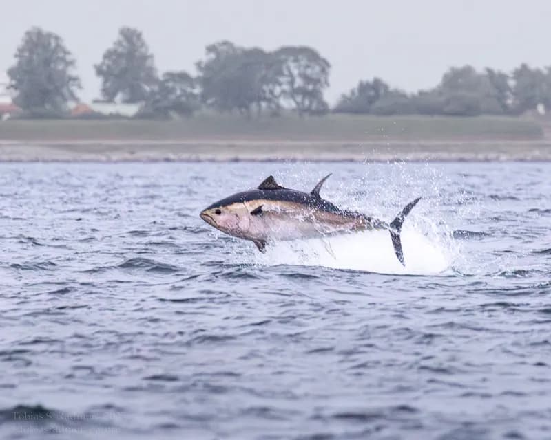 Atlantic Bluefin Tuna (Thunnus thynnus)