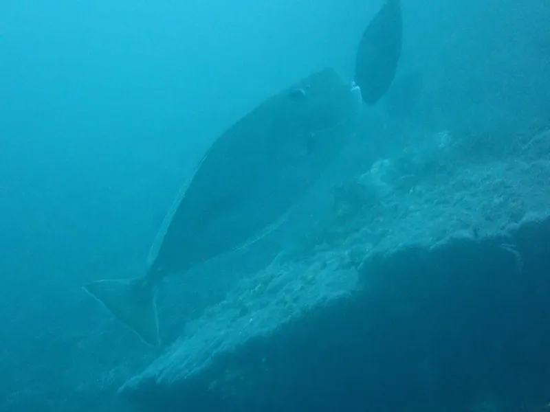 Squarenose Unicornfish (Naso mcdadei)
