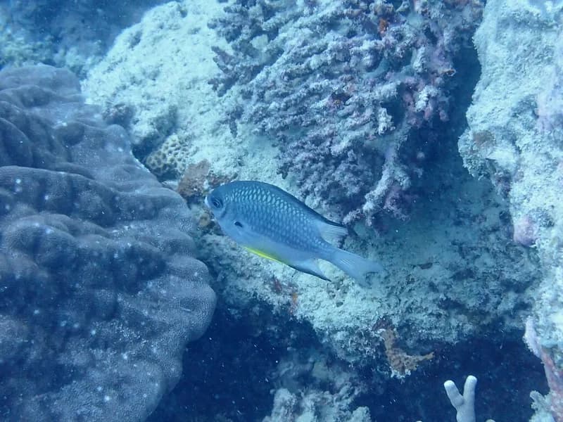 Whitebelly Damselfish (Amblyglyphidodon leucogaster)