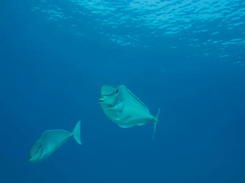 Bulbnose Unicornfish (Naso tonganus)