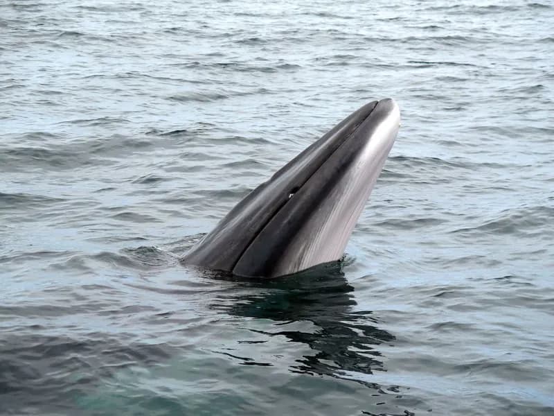Bagwhale (Balaenoptera acutorostrata)