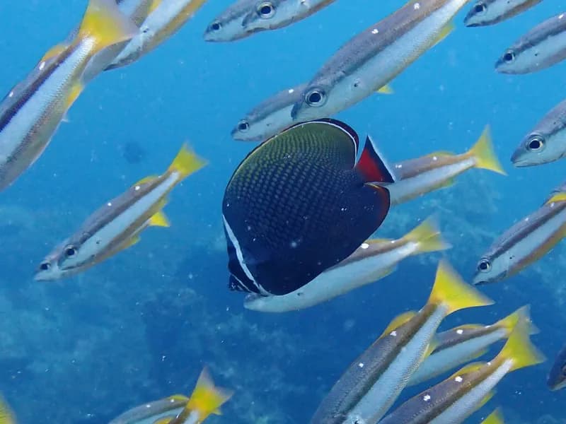 Brown Butterflyfish (Chaetodon collare)