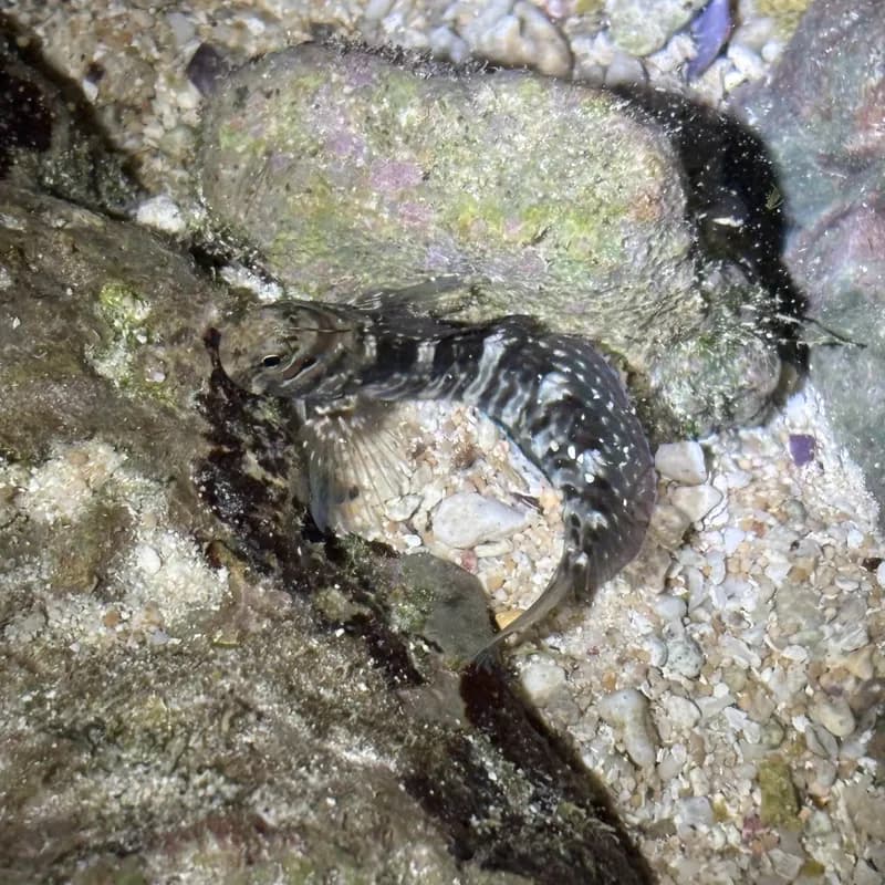 Rippled Rockskipper (Istiblennius edentulus)