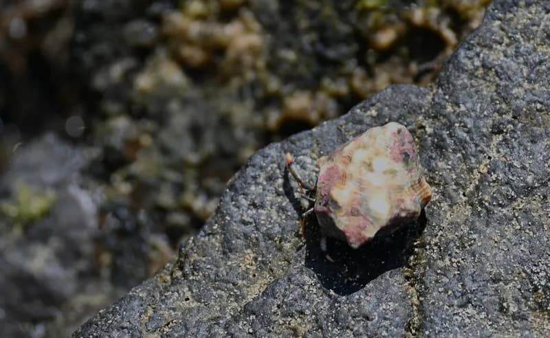 Blue-Legged Hermit Crab (Clibanarius tricolor)