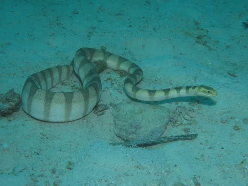 Lambert's Sea Snake (Hydrophis lamberti)
