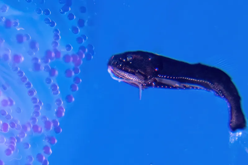 Astronesthes oligoa