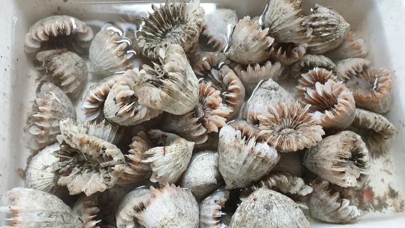 Caryophyllia (Caryophyllia) ambrosia